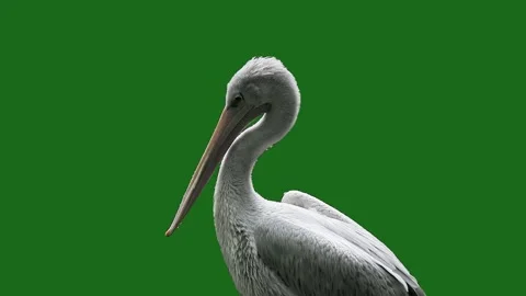Grey pelican against a green screen Stock Footage 329053255