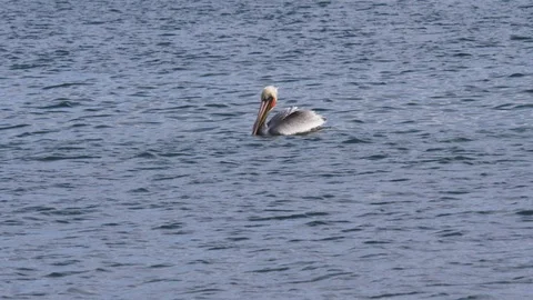 A grey pelican in the ocean 動画素材 125128554