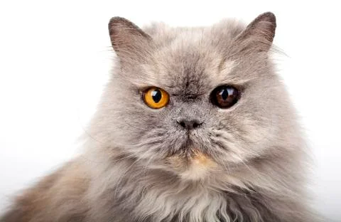 Grey Persian Cat Stock Photos