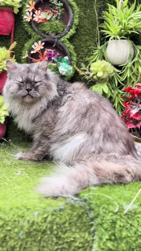 Grey Persian Cat Sitting on Artificial Grass Stock Footage 337432197