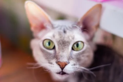 Grey peterbald cat in soft focus Stock Photos