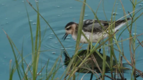 Grey Phalarope (Phalaropus fulicarius) feeding during migration Stock Footage 56313617