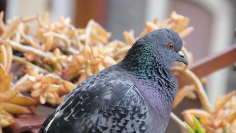 Grey pigeon on balcony close up Stock Footage 106074490