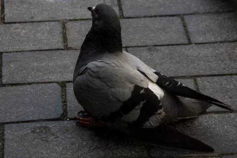 Grey pigeon with black stripes sitting on the ground. Stock Photos