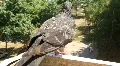Grey pigeon HD Footage
