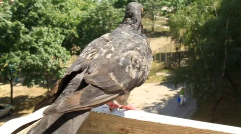 Grey pigeon Stock Footage