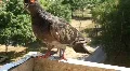 Grey pigeon HD Footage