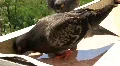 Grey pigeon HD Footage