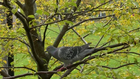 Grey pigeon jumping tree Stock Footage 71352568