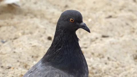Grey pigeon looking around on the beach Stock Footage 287352425