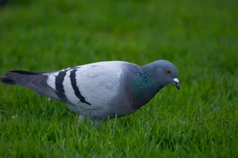 Grey pigeon Stock Photos