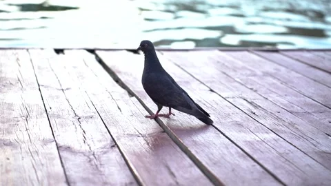 Grey pigeon on the pier Stock Footage 281768153