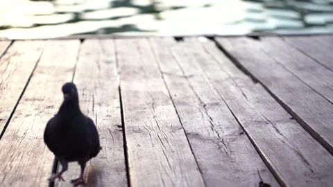 Grey pigeon on the pier Stock Footage 281768168