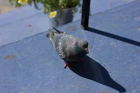 Grey pigeon standing on blue stars. Stock Photos