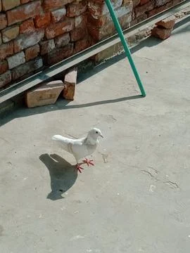 Grey Pigeon in the Sunlight Stock Photos