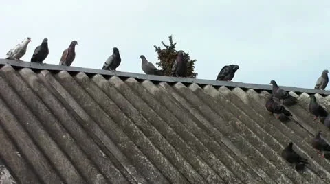 Grey pigeons Stock Footage 24695754