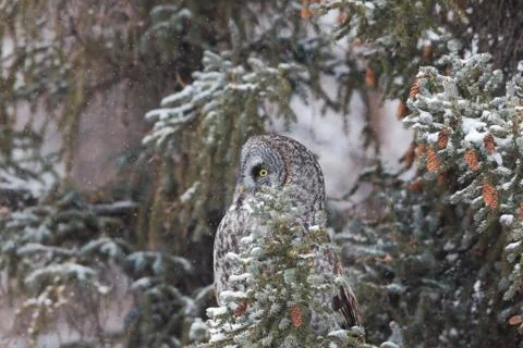 Grey in Pine Фото