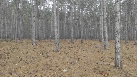 Grey pine trees background Stock Photos