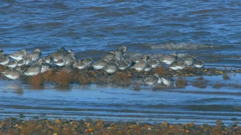 Grey Plover and Dunlins Stock-Footage 143676151