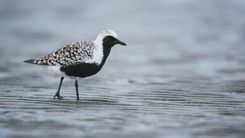 Grey Plover catching a ragworm Stock Footage 338172674