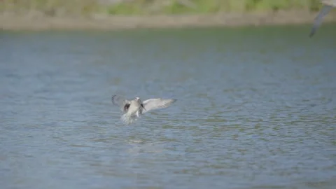Grey plover or black-bellied plover bird in flight, wader flying and landing Stock Footage 320419107