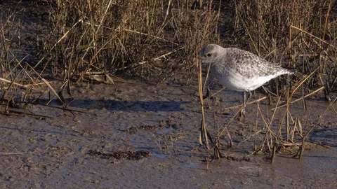 Grey plover Pluvialis squatarola pulling a marine worm from mud Stock Footage 98909304