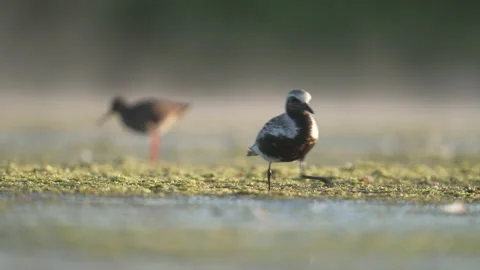 Grey plover on the shore of a small water reservoire Stock Footage 239439044