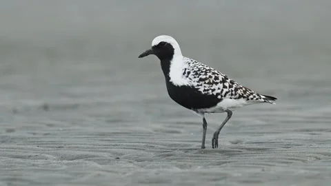 Grey Plover in summer plumage Stock Footage 338173094