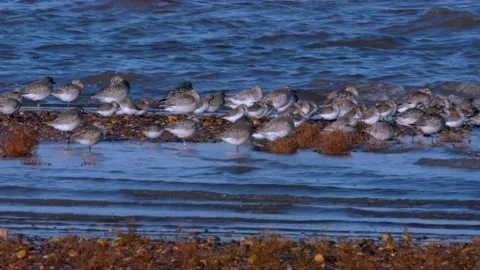 Grey Plovers and Dunlins Видео 143167854