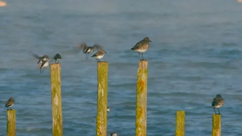 Grey Plovers and Dunlins Stock Footage 143218471