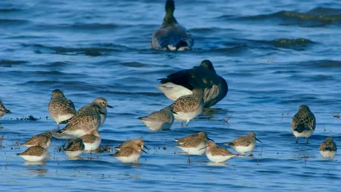 Grey Plovers and Dunlins Stock-Footage 143218971