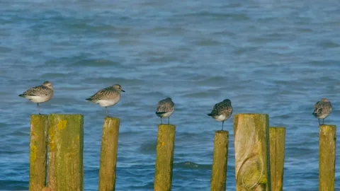 Grey Plovers and Dunlins Stock Footage 143219047