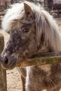 Grey Pony Stock Photos