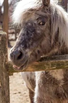 Grey Pony Stock Photos