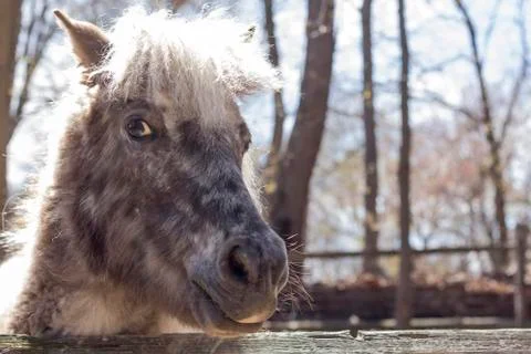 Grey Pony Stock Photos