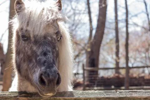 Grey Pony Stock Photos