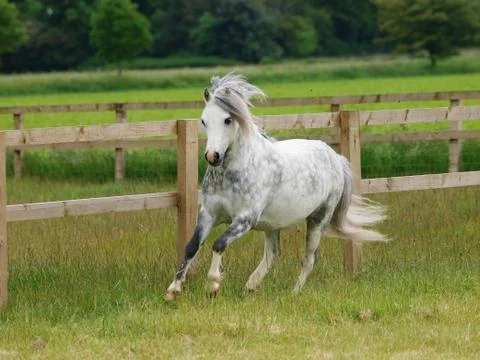 Grey Pony Running Stock Photos