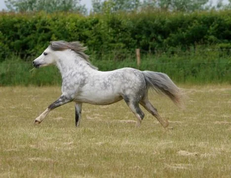 Grey Pony Running Stock Photos