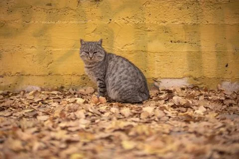 Grey poor stray cat sitting near yellow wall on autumn leaves in park in Odessa Stock Photos