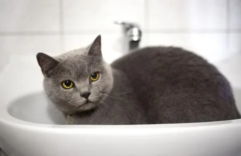 Grey pretty cat Stock Photos
