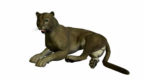 Grey puma laying down Stock Footage 942129