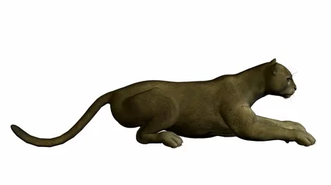 Grey puma laying down Stock Footage 942202