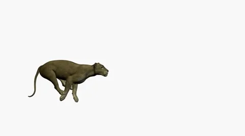 Grey Puma Running Stock Footage