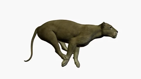 Grey Puma Running Stock Footage 881196