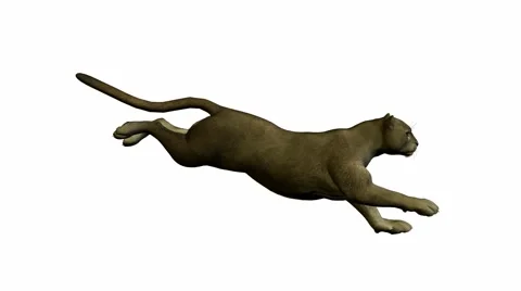 Grey puma running Stock Footage 942119