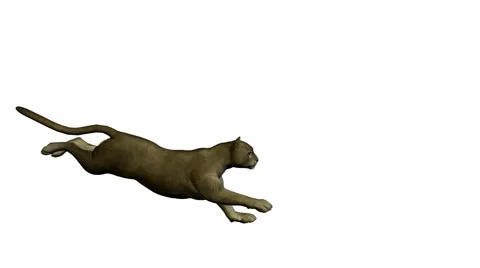 Grey puma running Stock Footage 942195
