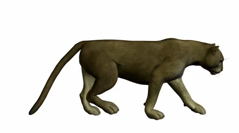 Grey puma walking Stock Footage 942128