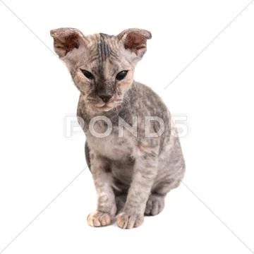 Grey purebred sphinx kitten Stock Photos