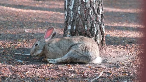 Grey rabbit basking in the sun Stock Footage 153887454