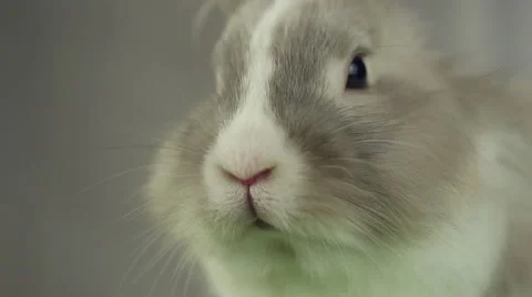 Grey rabbit close-up Stock Footage 61621997